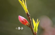 隋代诗人薛道衡简介