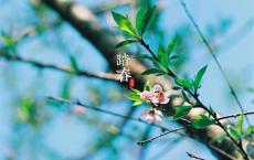 花之笔记-张晓风散文精选