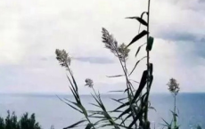 泽国江山入战图，生民何计乐樵苏全诗的意思_上句下句