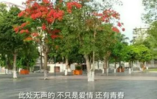西宫南内多秋草，落叶满阶红不扫全诗的意思_上句下句