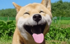 元宵节最美烟花说说