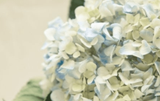 三八妇女节送给妈妈祝福的一句话
