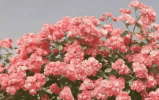 韵达快递祝福三八妇女节