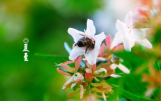 君臣相顾尽沾衣，东望都门信马归全诗的意思_上句下句