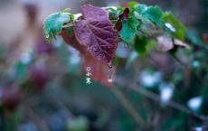 后备干部培养计划