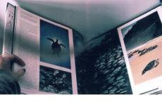 题西林壁教学设计