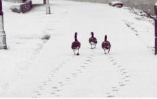 幼儿园食品安全教案