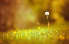 老师对学生的评语