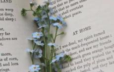 幼儿园班务计划