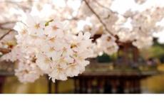 学校安全工作计划