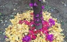 三年级英语教学计划