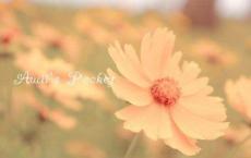 幼儿园小班工作计划