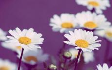 小学体育教学工作计划