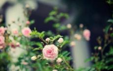 二年级音乐教学计划