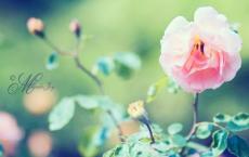 小学教务处工作计划