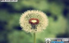 一只鸡的故事（浮躁的人都看一看）