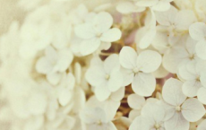 晓晴寒未起，霜叶满阶红全诗的意思_上句下句