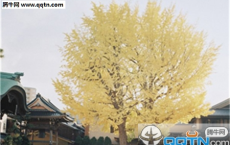 即此悔读书，朝朝近浮名全诗的意思_上句下句