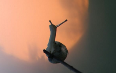 遯卦_易经全诗的意思_上句下句