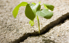 三杯两盏淡酒，怎敌他，晚来风急全诗的意思_上句下句