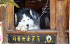 美丽的身影