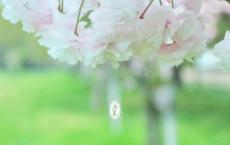 “歹刘黄”的传说——牡丹花七