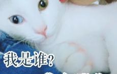 重庆森林台词