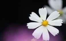 防范电信诈骗宣传广告词