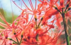 舌尖上的春节