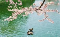 关于清明、清明节的谚语、民谚、俗语