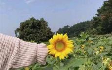关于种地、种庄稼的哲理谚语、民谚、农谚
